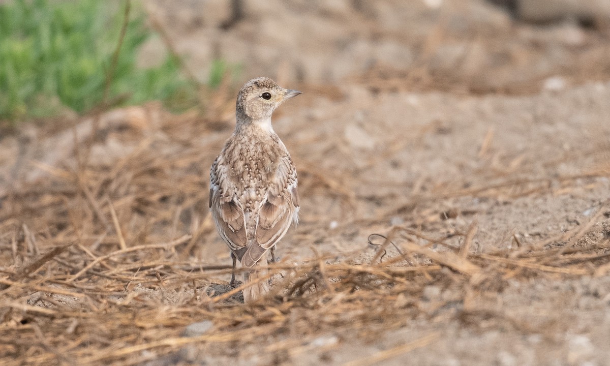 Horned Lark (Western rufous Group) - ML262848791