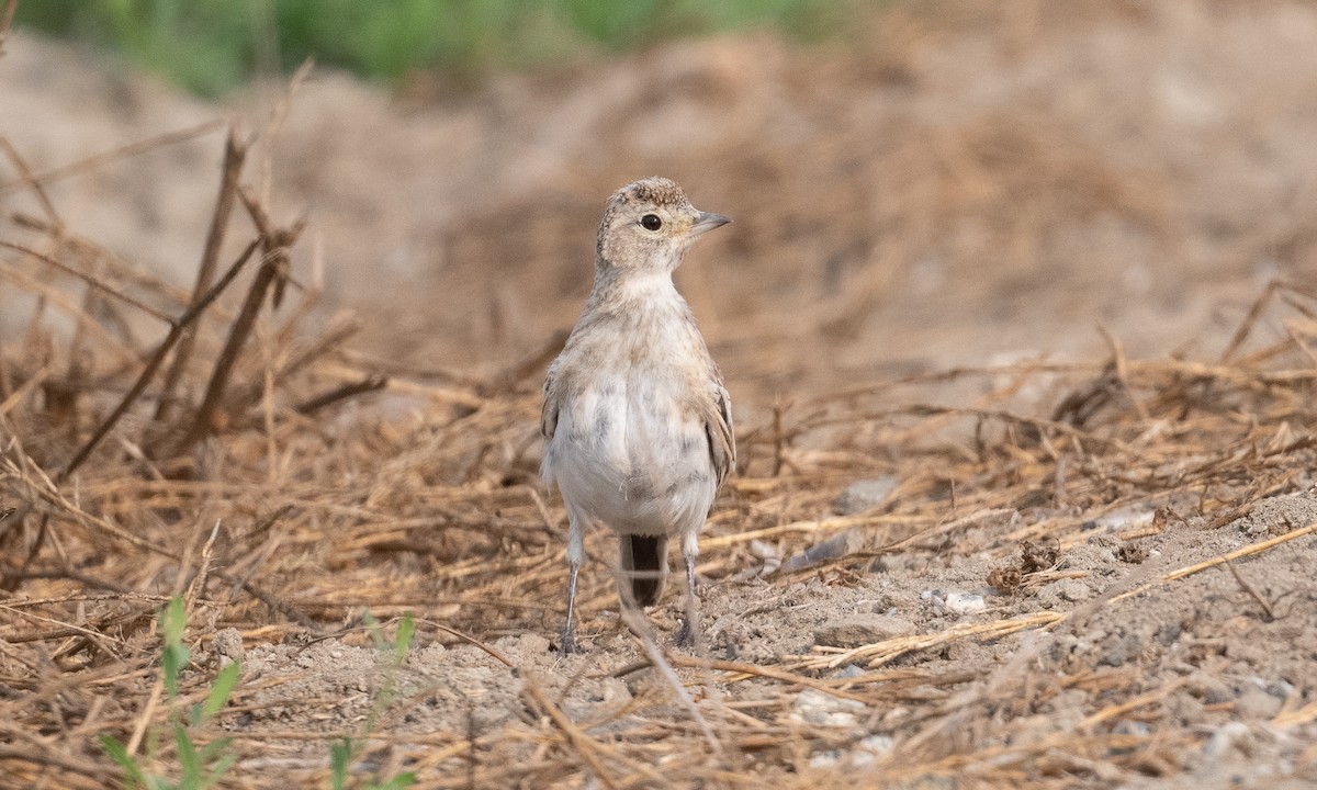 Horned Lark (Western rufous Group) - ML262848801