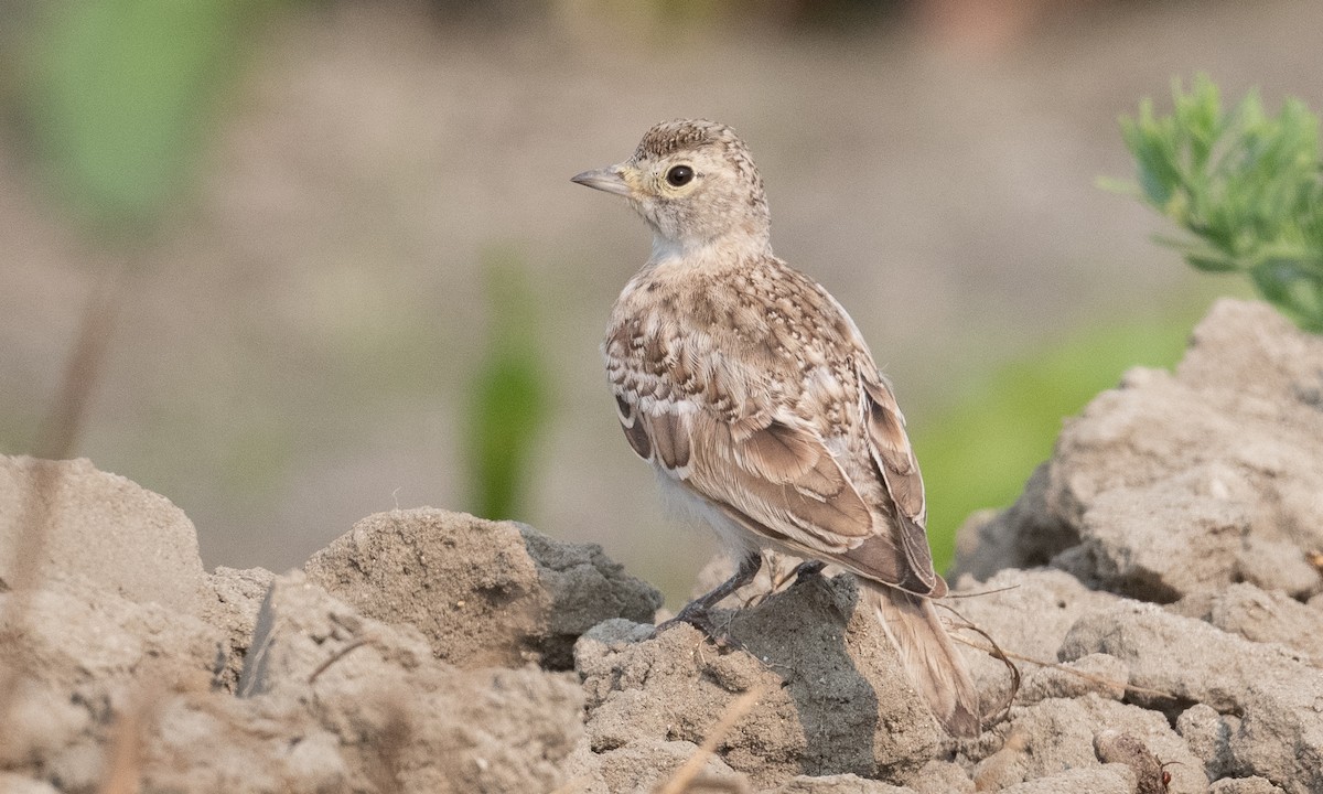 Horned Lark (Western rufous Group) - Brian Sullivan