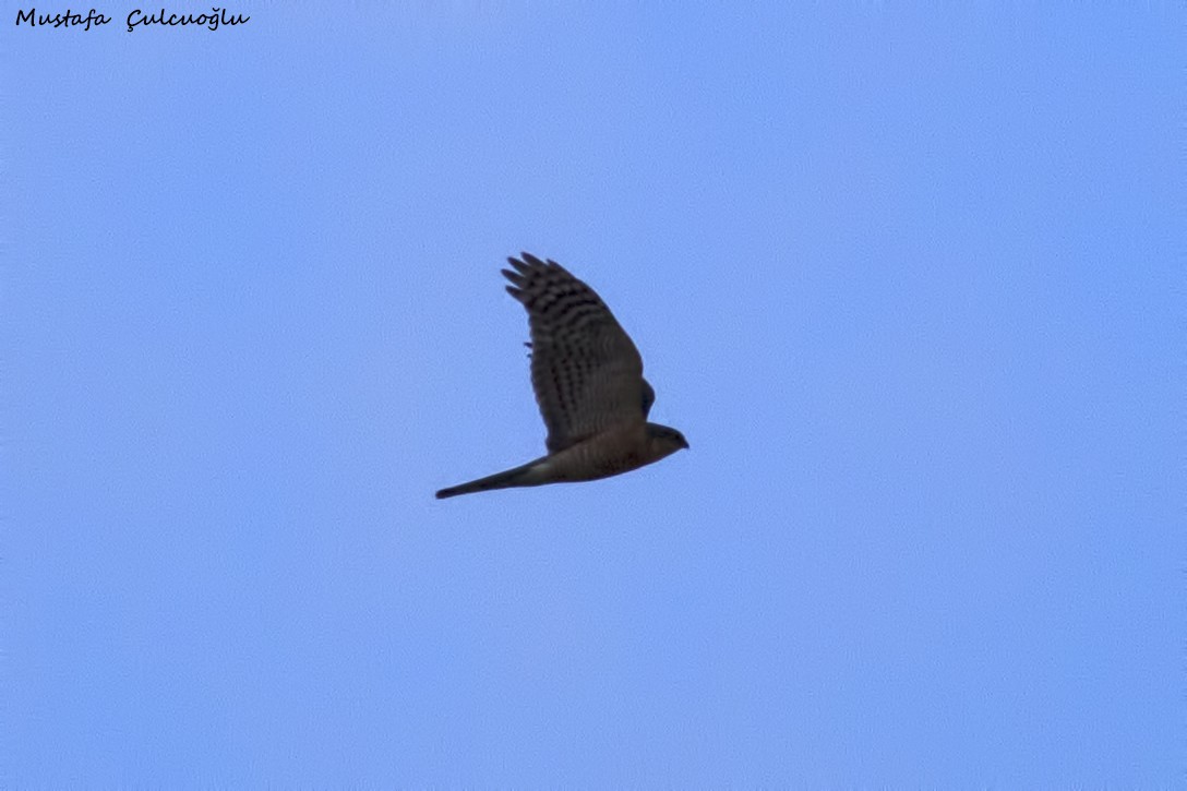 Eurasian Sparrowhawk - ML26285081
