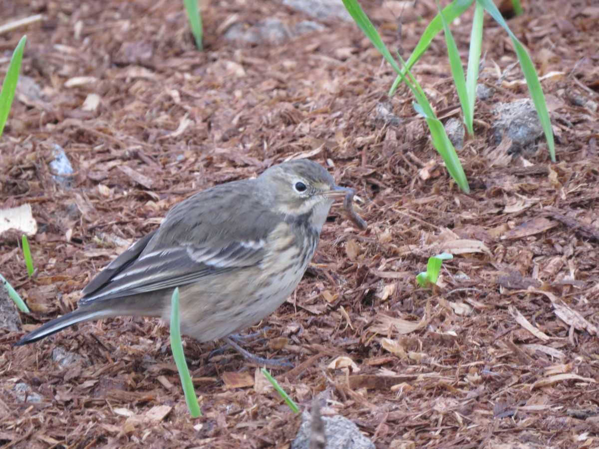 American Pipit - Mike Nelson