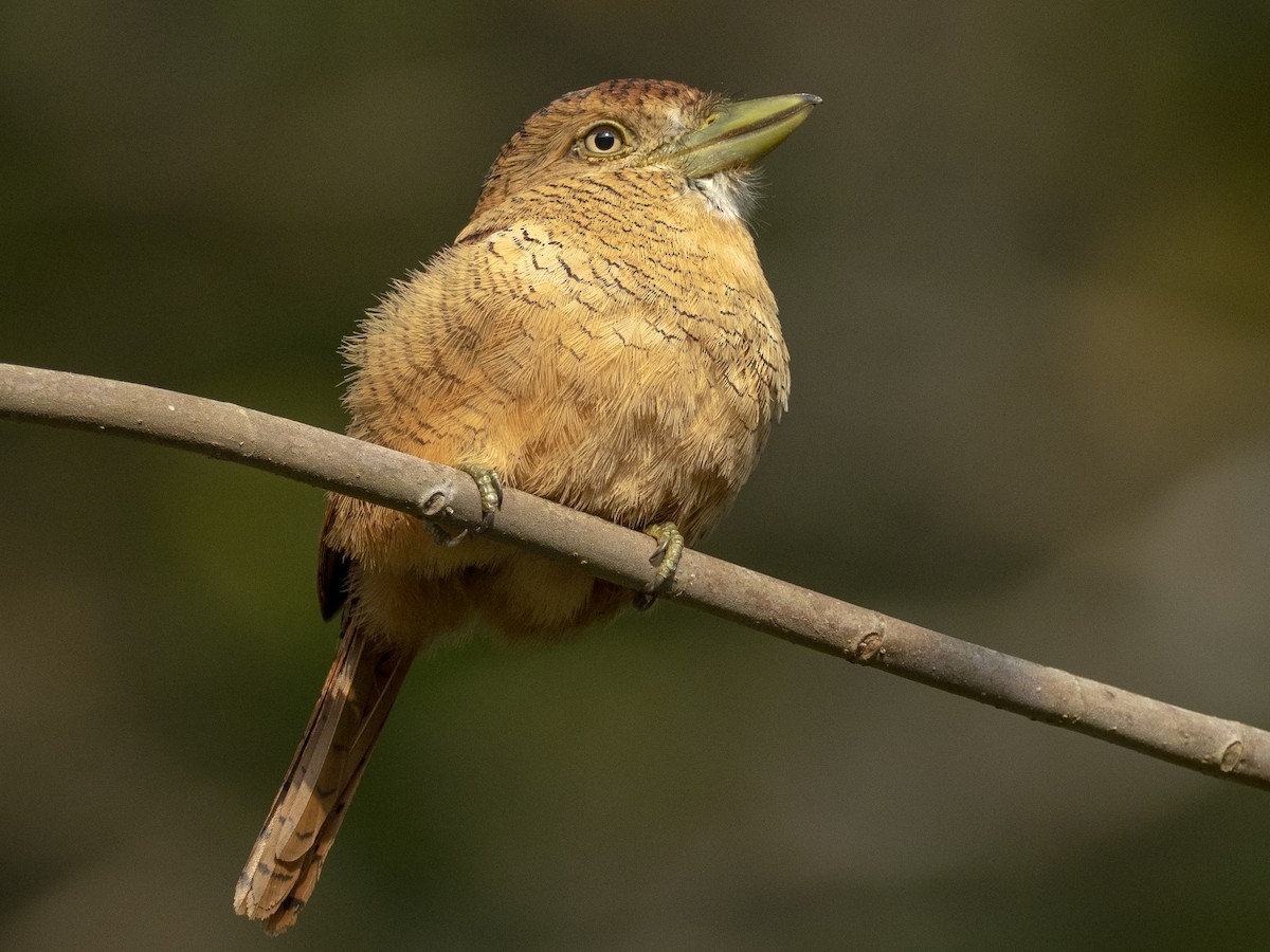 Barred Puffbird - ML262852221