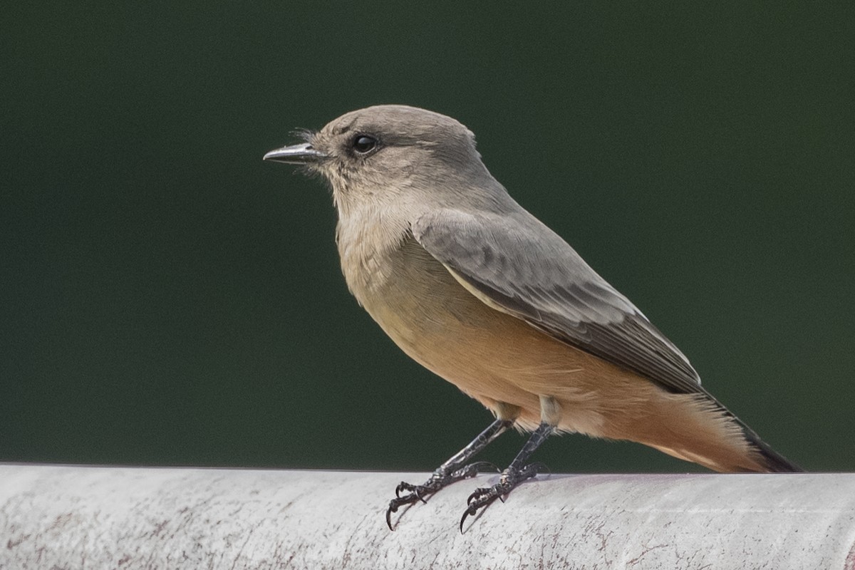 Say's Phoebe - Michael Linz