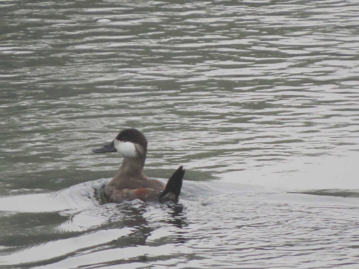 Ruddy Duck - ML262853211