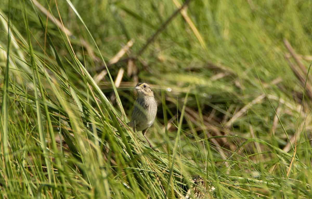 Nelson's Sparrow - ML262853521