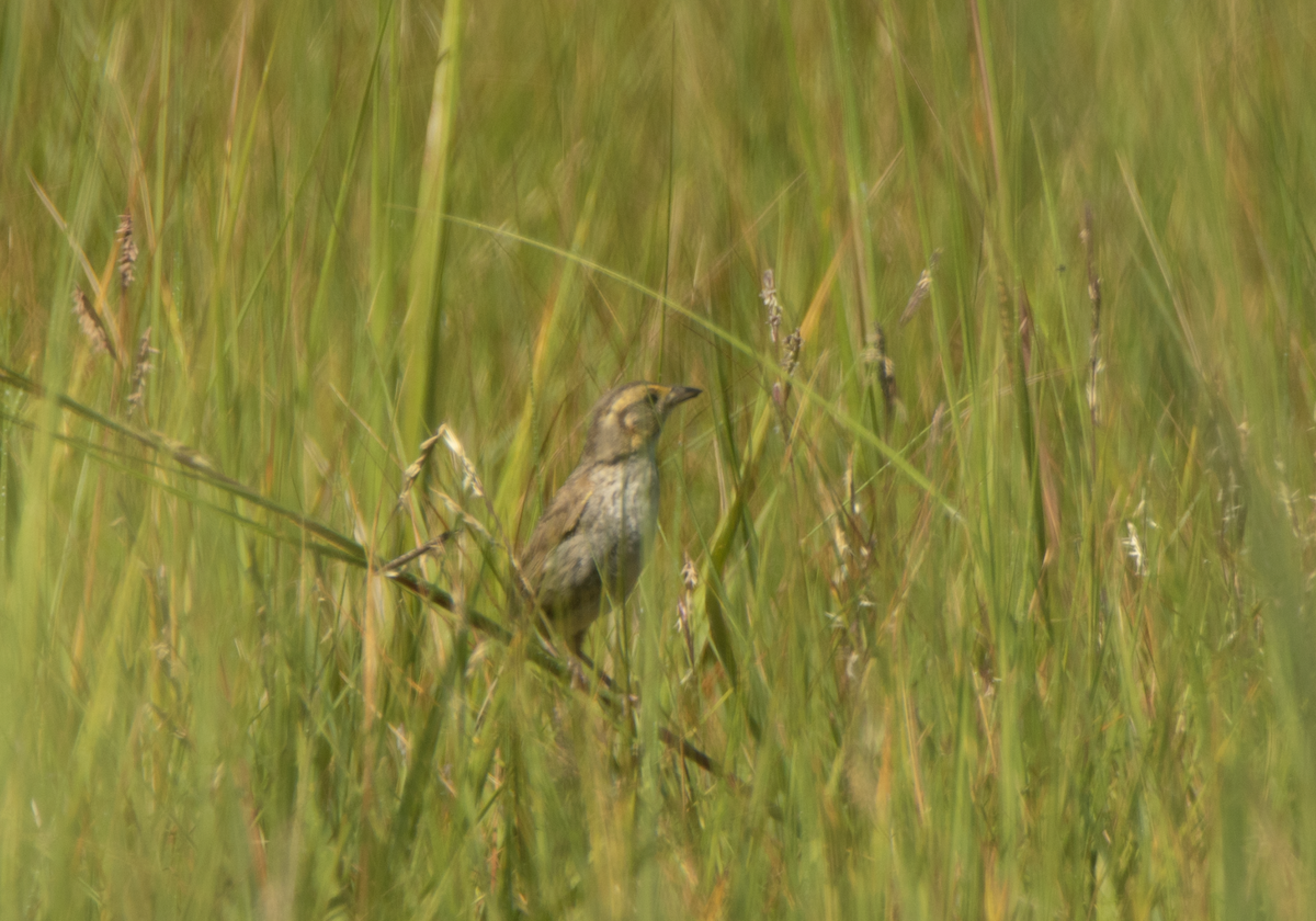 Nelson's Sparrow - ML262853811