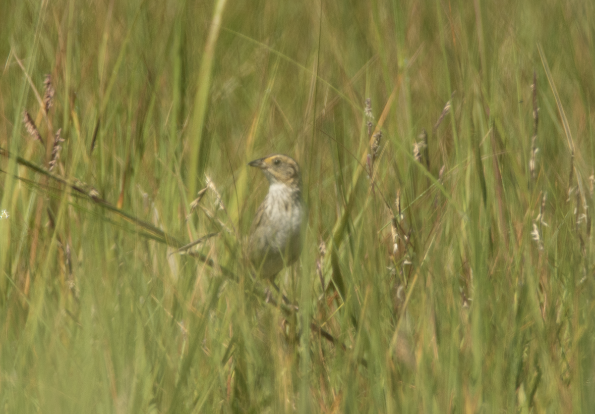 Nelson's Sparrow - ML262853871