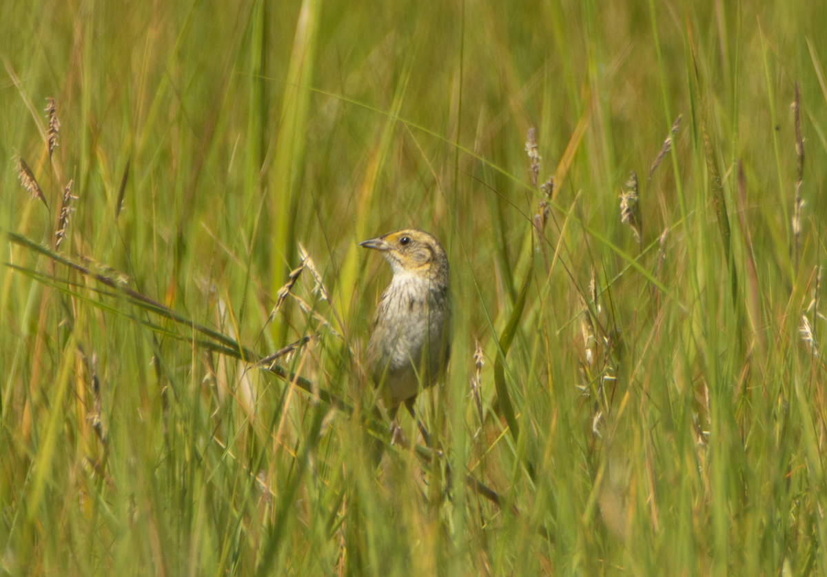 Nelson's Sparrow - sheila rowe