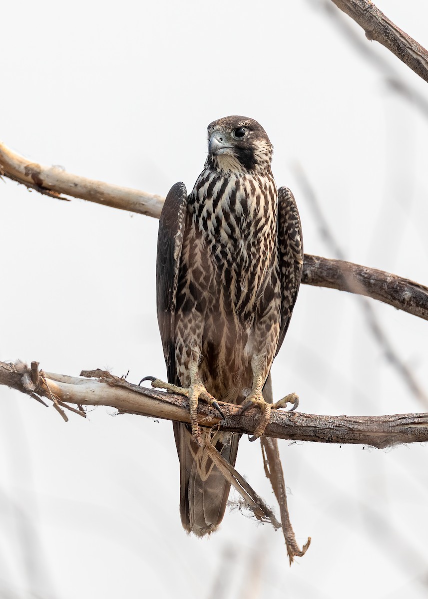 Peregrine Falcon - ML262855211