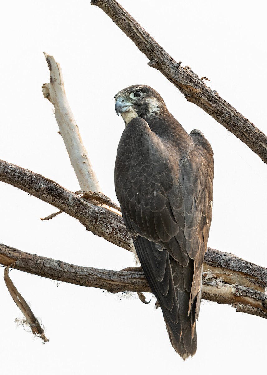 Peregrine Falcon - ML262855221