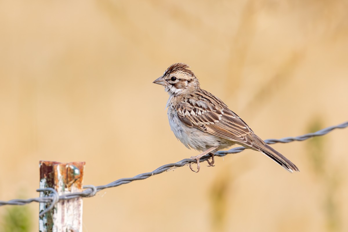 Lark Sparrow - ML262855481