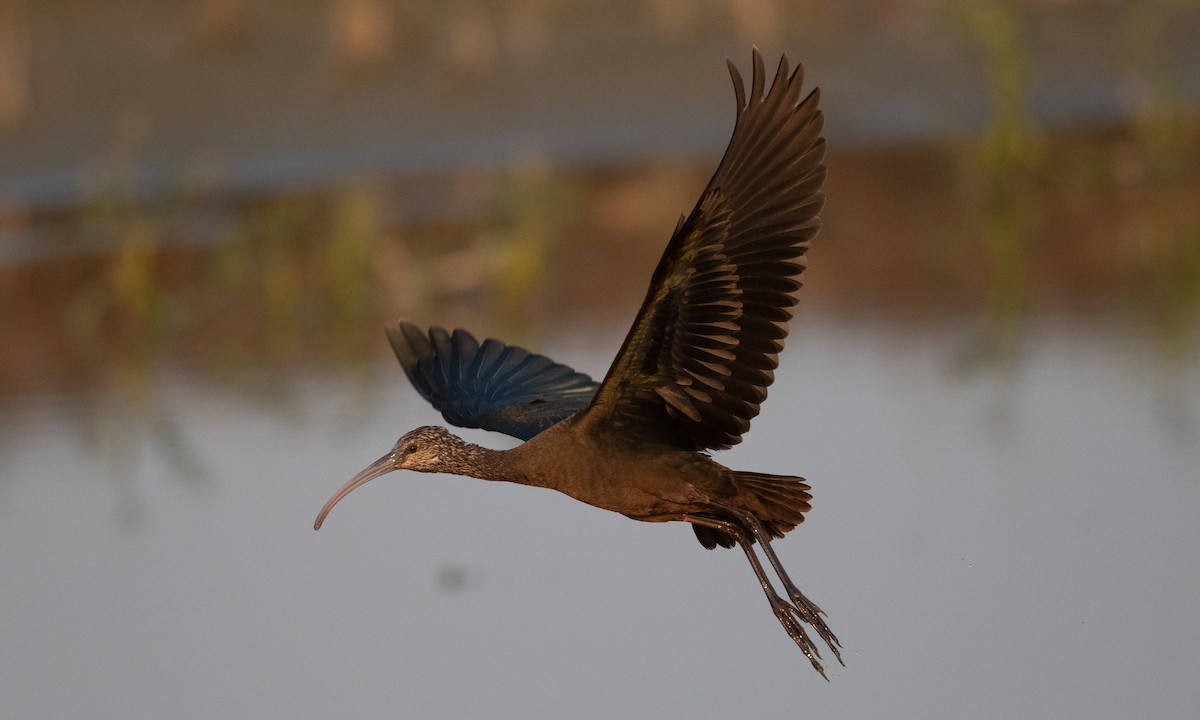 ibis americký - ML262855841