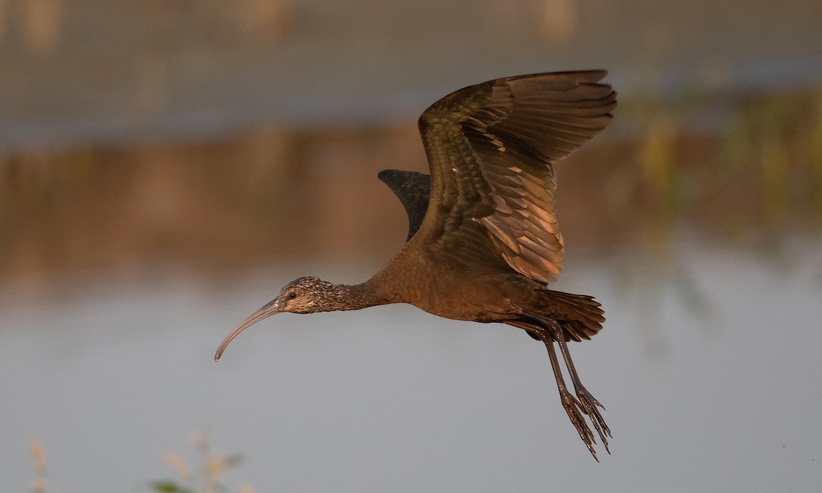 ibis americký - ML262855881