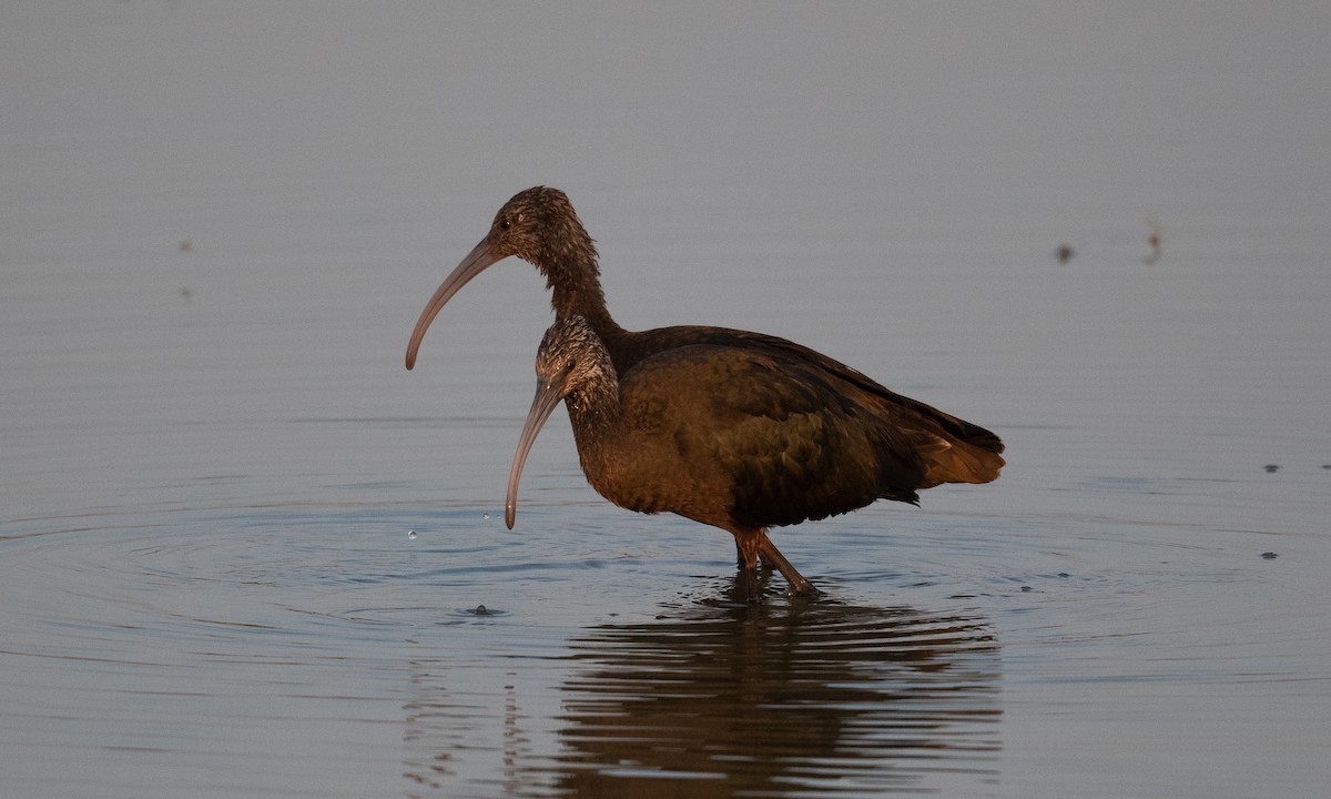 ibis americký - ML262855891