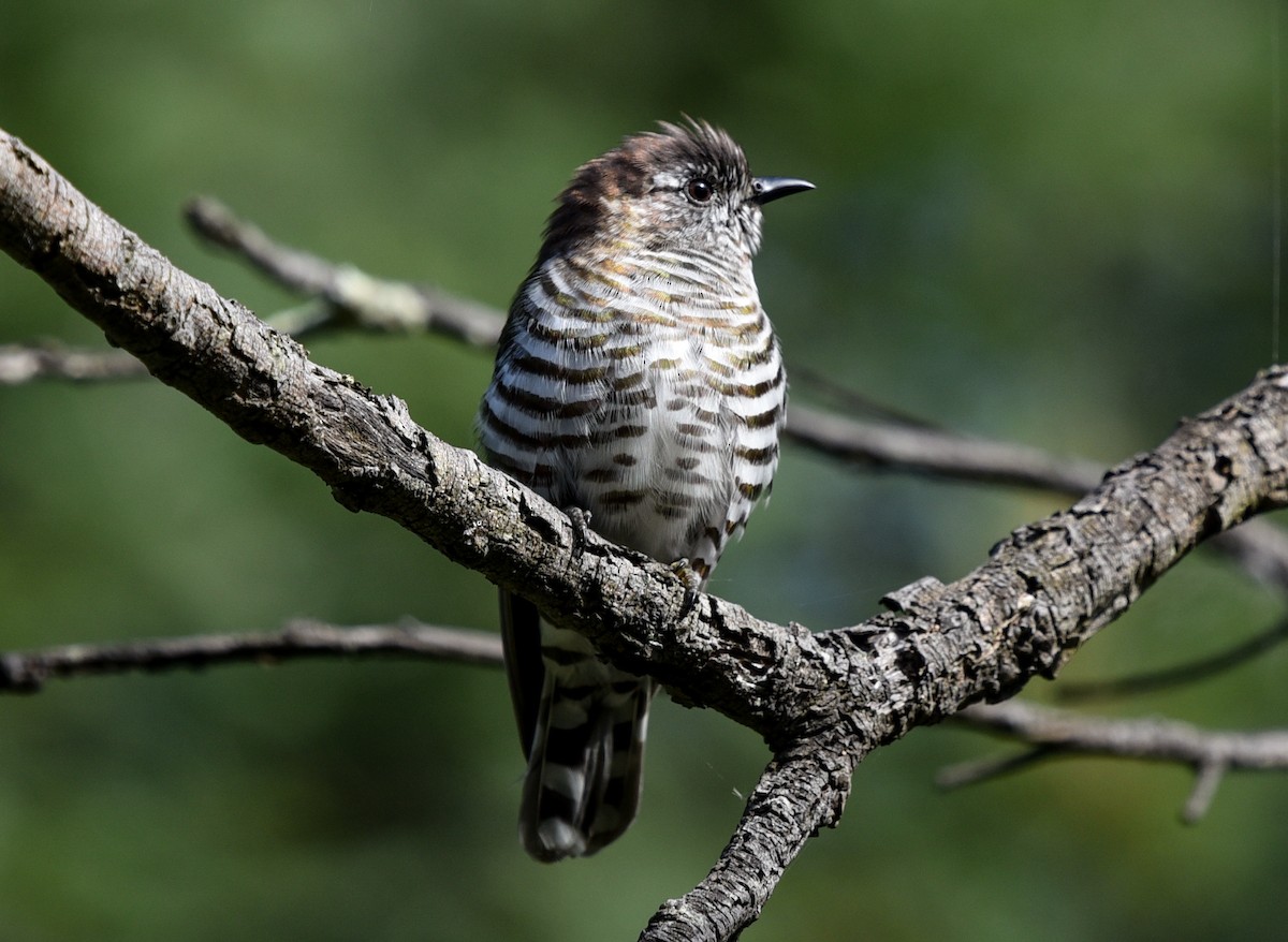 Shining Bronze-Cuckoo - ML262857581