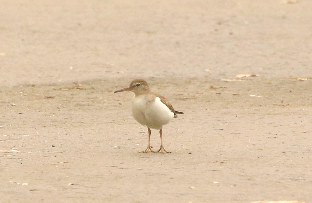 Spotted Sandpiper - Mark  Ludwick