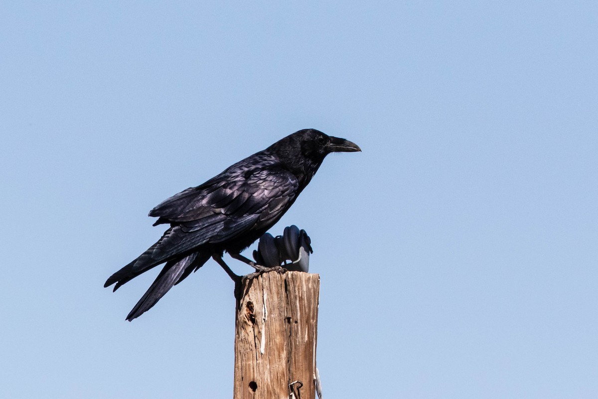 Common Raven - Bob Friedrichs