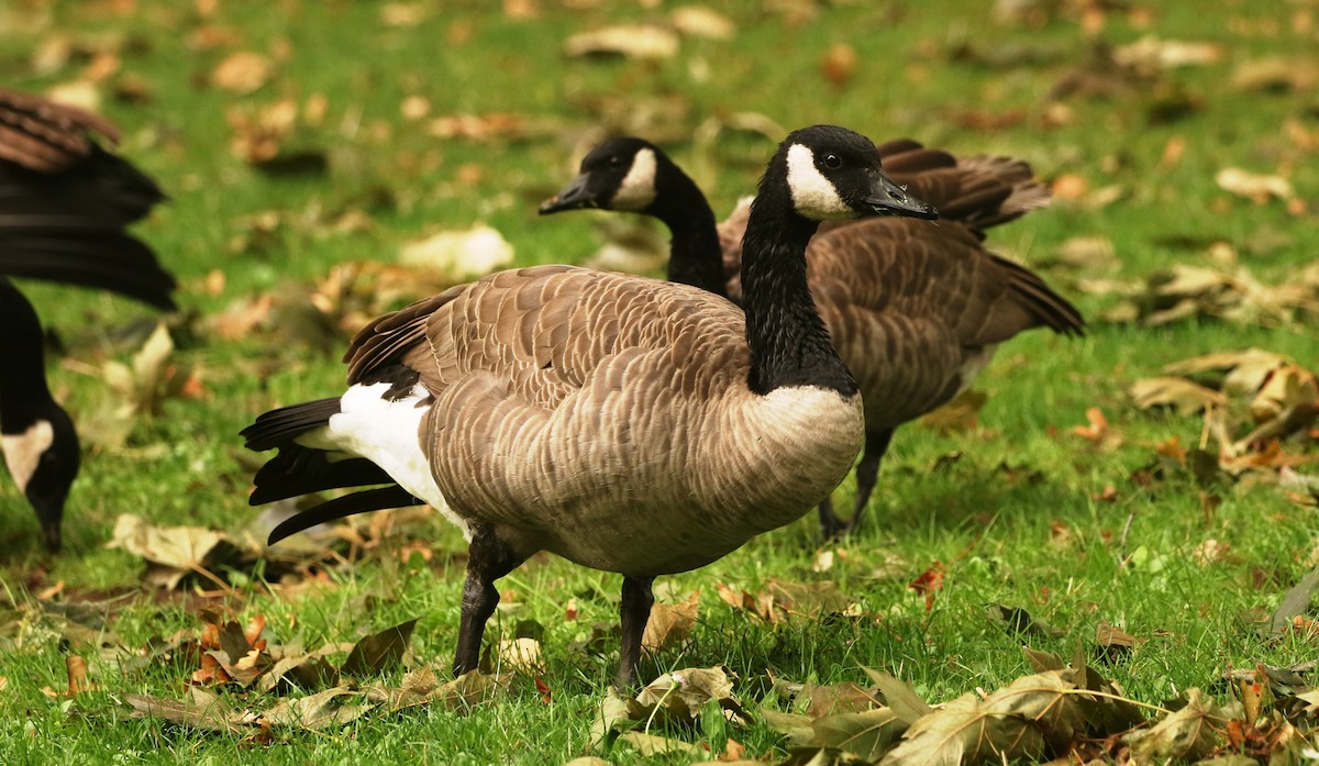 Canada Goose - Mark  Ludwick