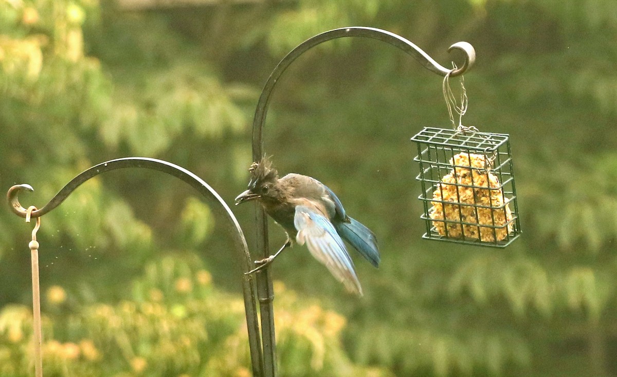 Steller's Jay - Mark  Ludwick