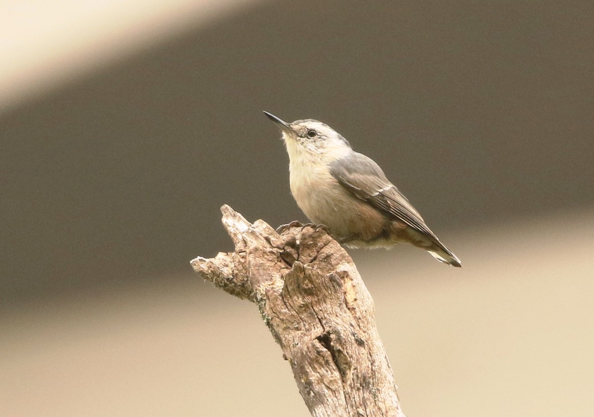 White-breasted Nuthatch - Mark  Ludwick