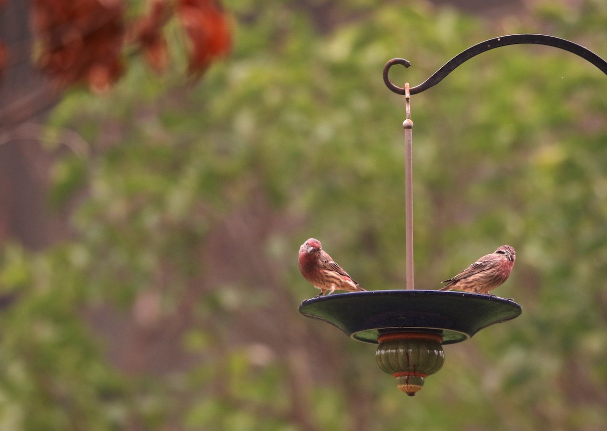 House Finch - Mark  Ludwick