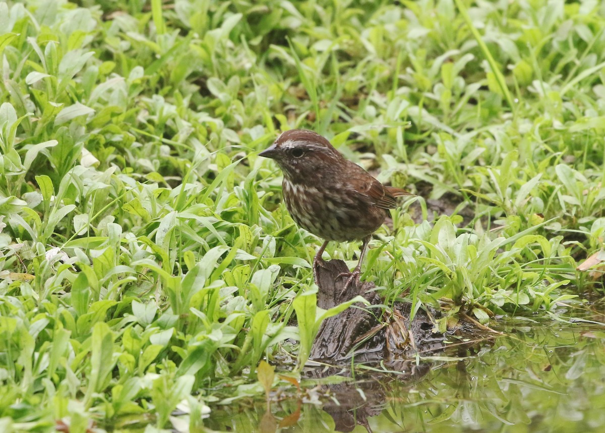 Song Sparrow - Mark  Ludwick