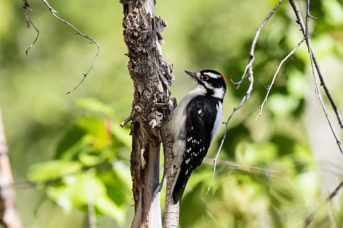 Downy Woodpecker - Bob Friedrichs