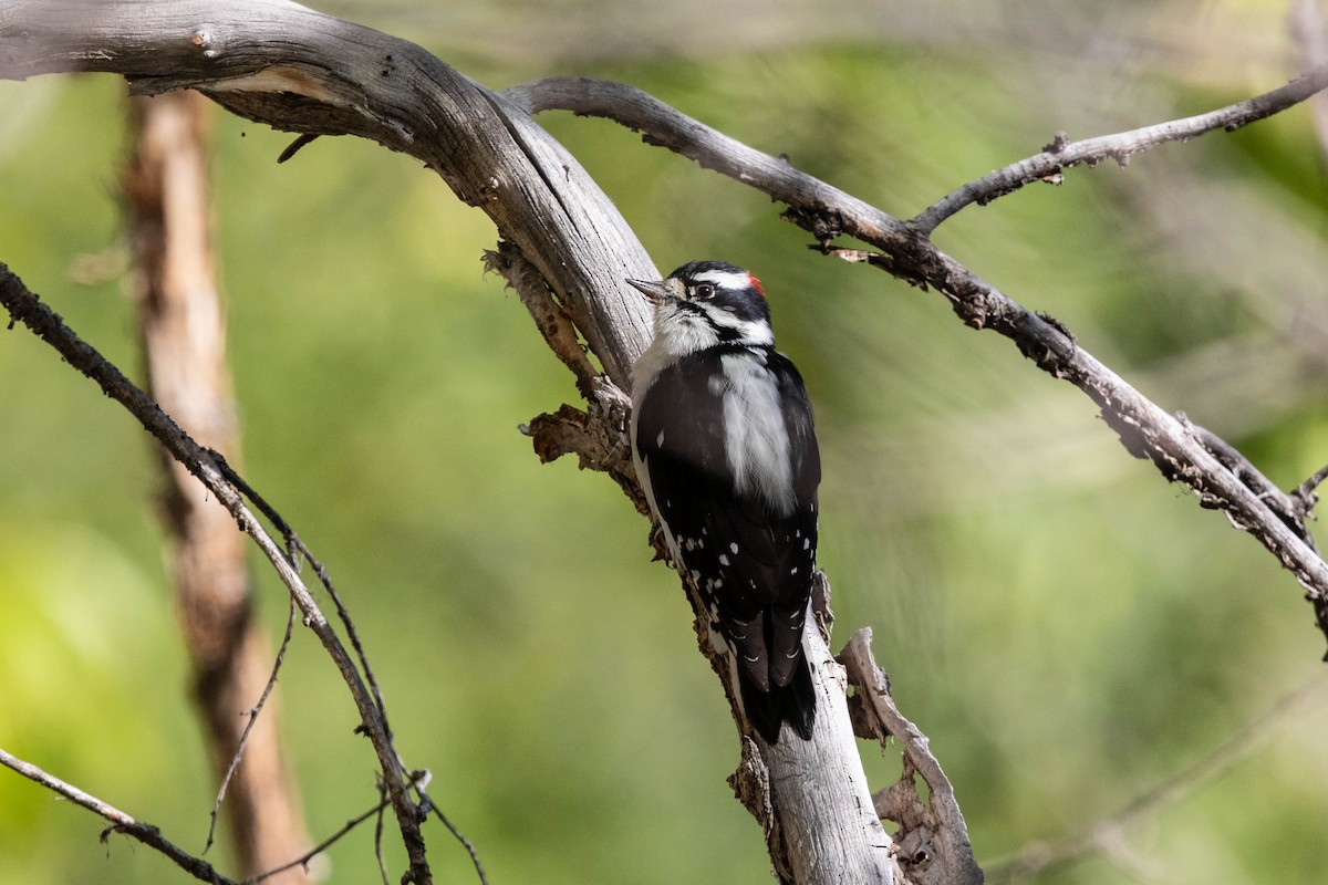 Downy Woodpecker - Bob Friedrichs