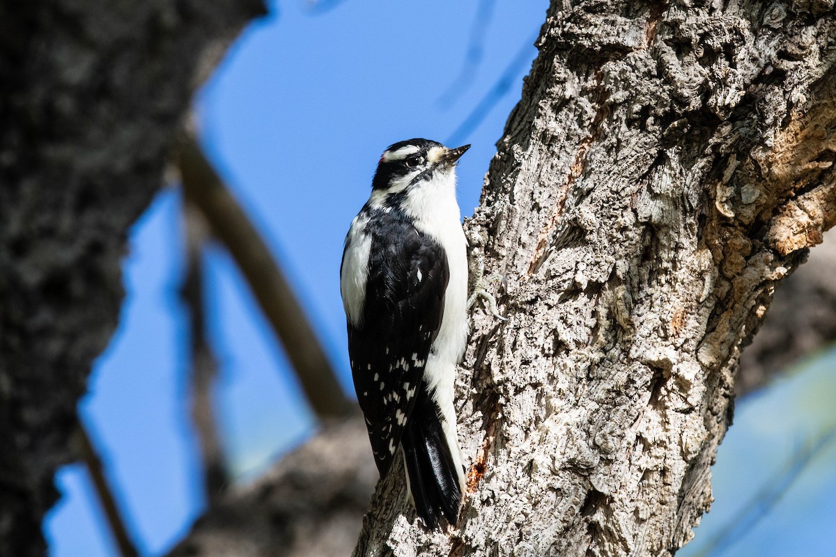 Downy Woodpecker - Bob Friedrichs