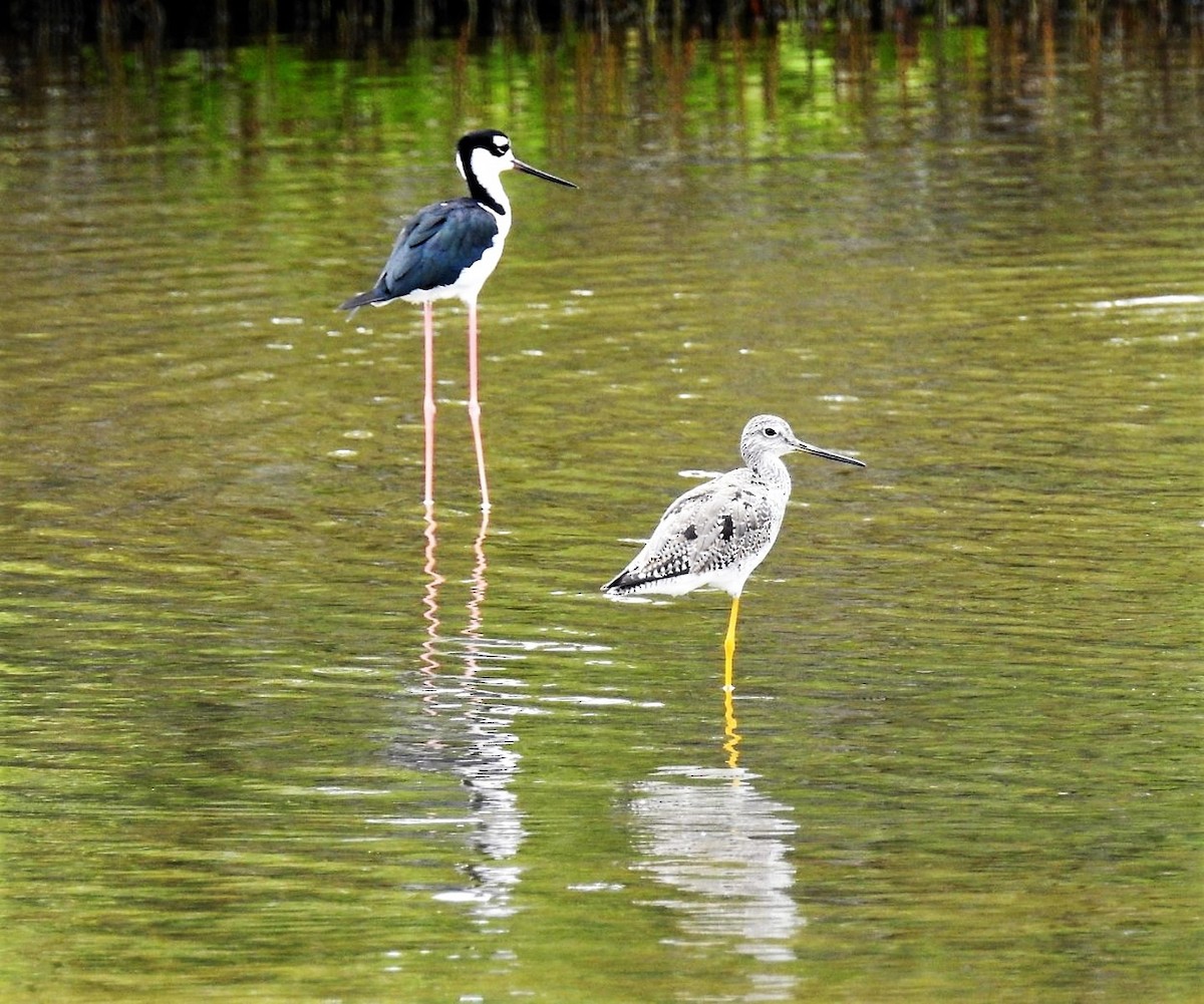 Greater Yellowlegs - ML262861491