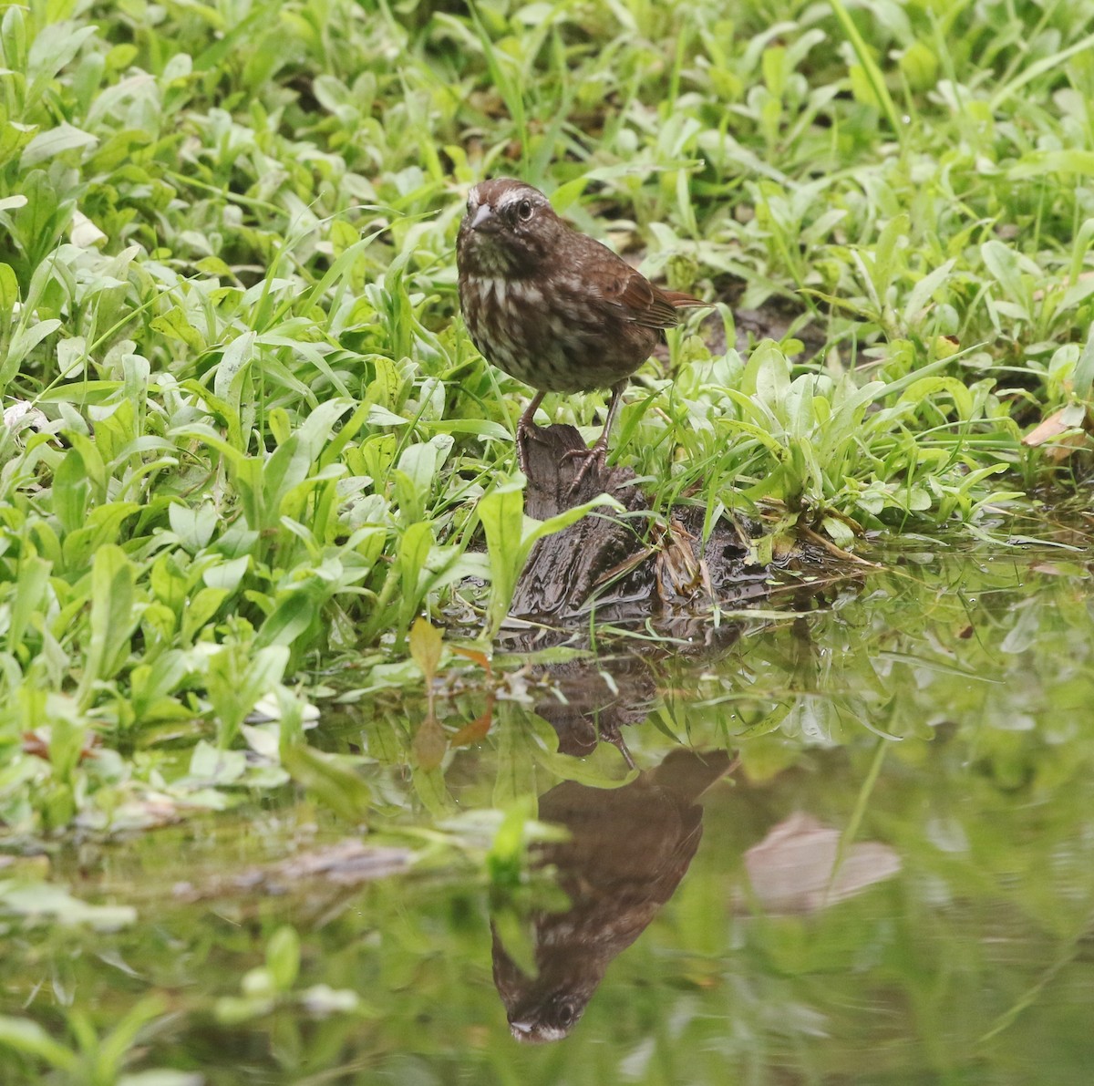 Song Sparrow - ML262861511