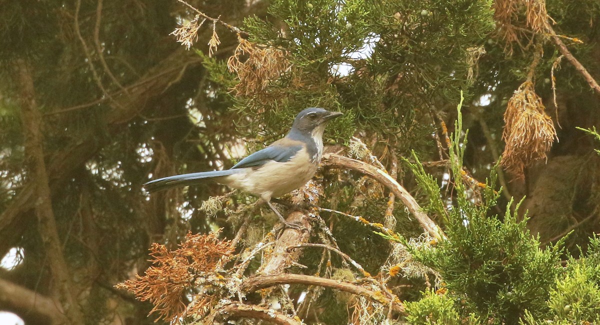 California Scrub-Jay - ML262862801