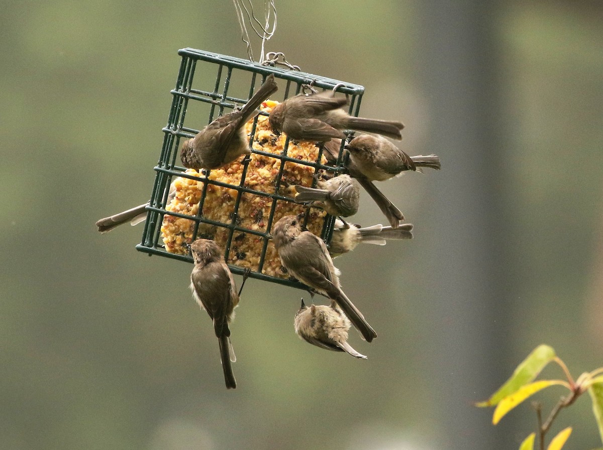 Bushtit - Mark  Ludwick