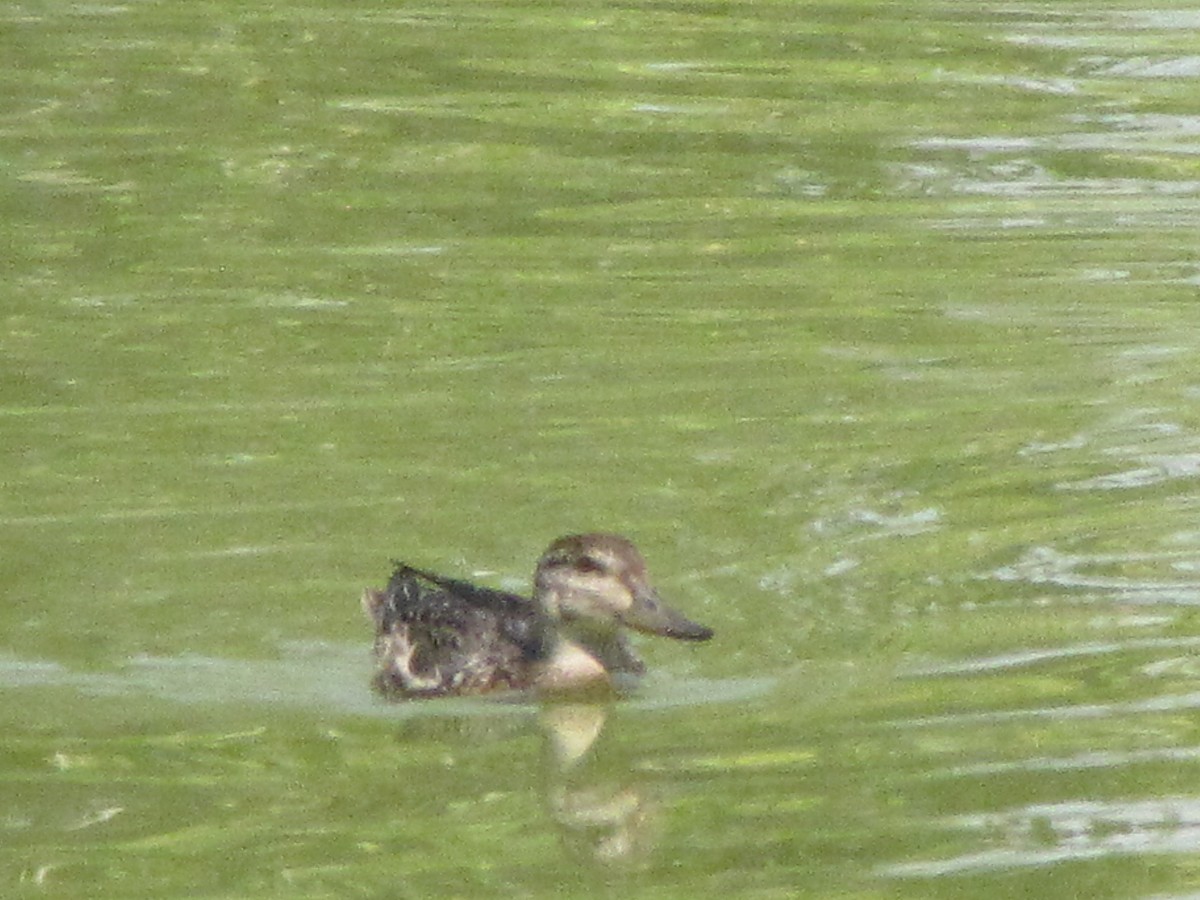Green-winged Teal - ML262863211