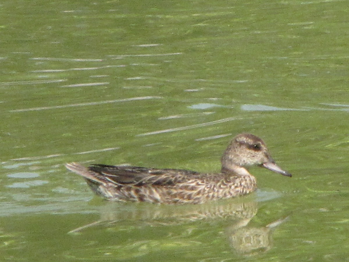 Green-winged Teal - ML262863221