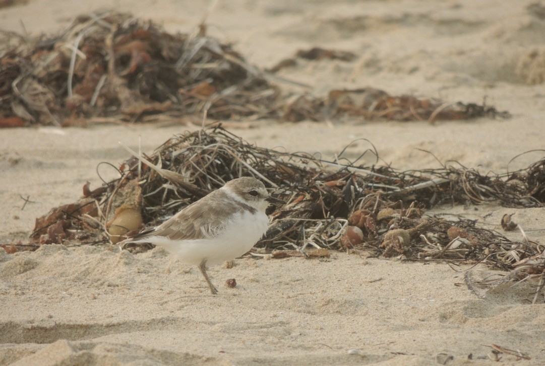 Snowy Plover - ML262863721