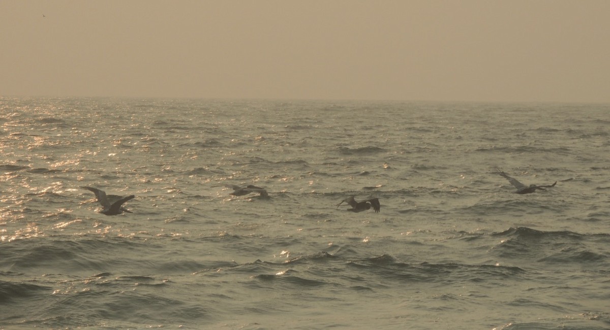 Brown Pelican (California) - ML262863781