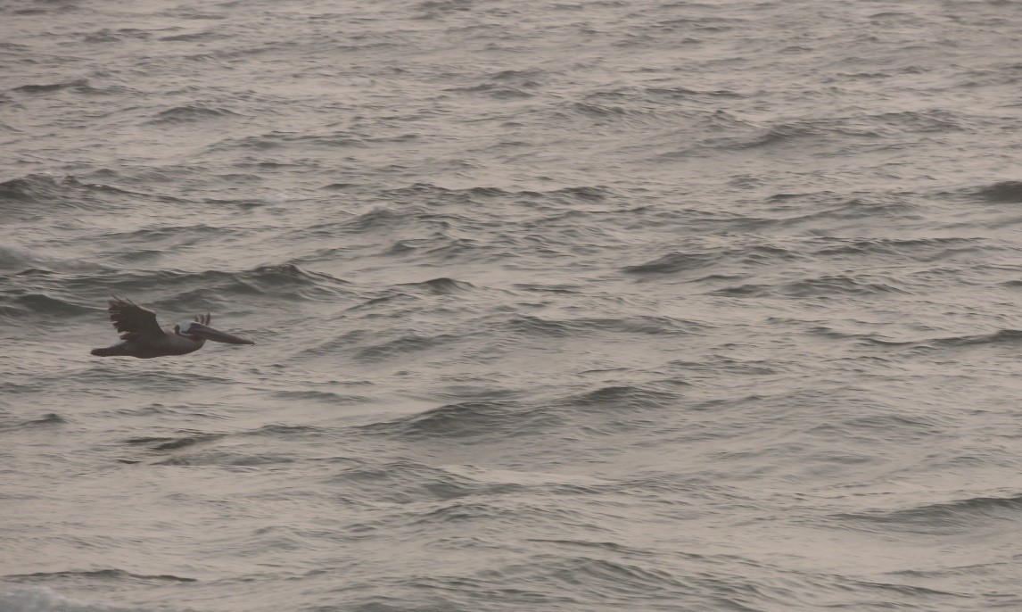 Brown Pelican (California) - ML262863801