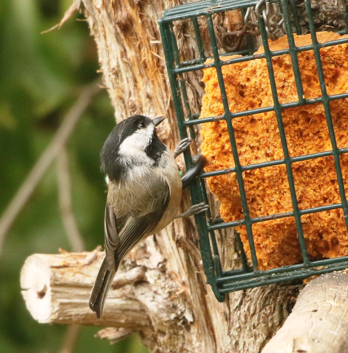 Black-capped Chickadee - Mark  Ludwick