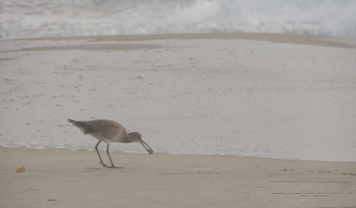 Willet - ML262864111