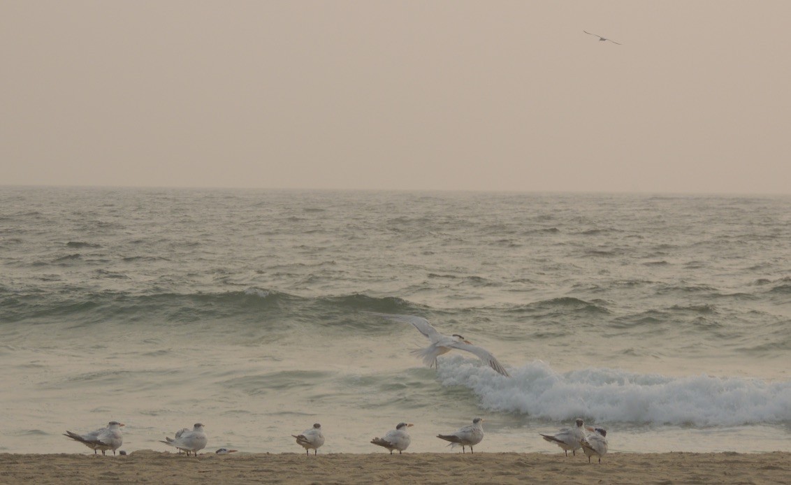 Royal Tern - ML262864241