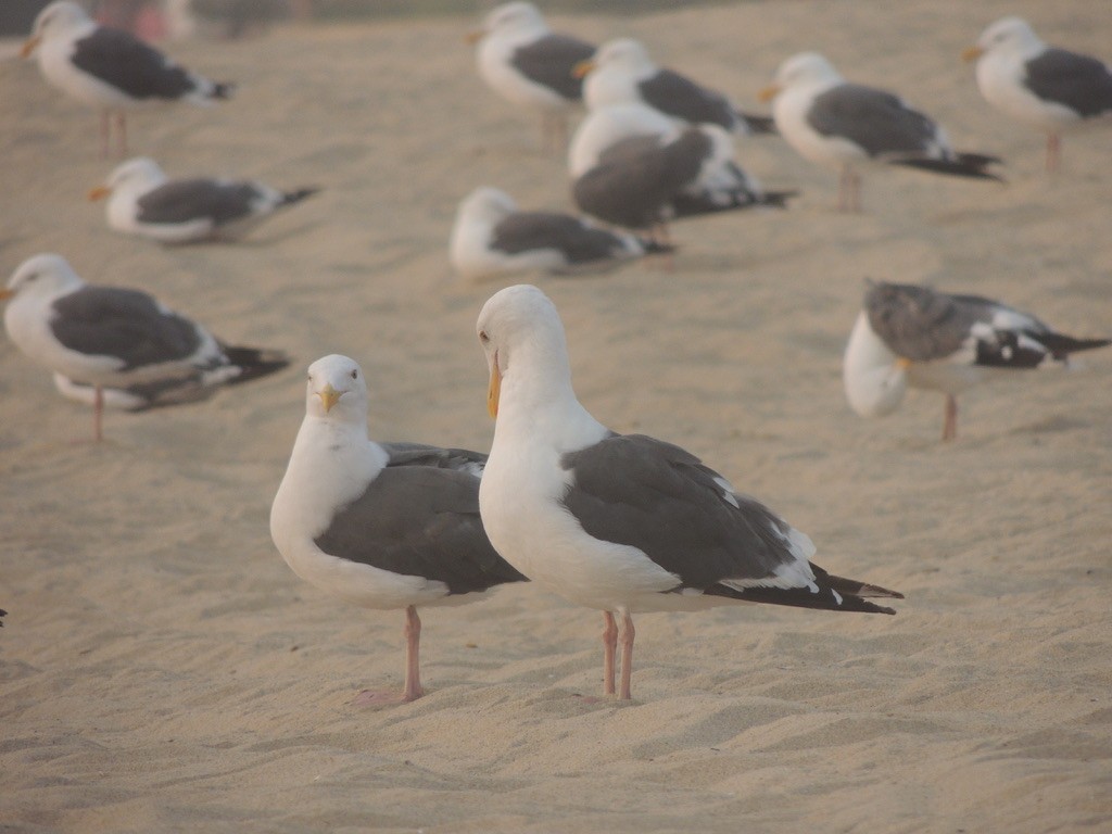 Western Gull - ML262864271