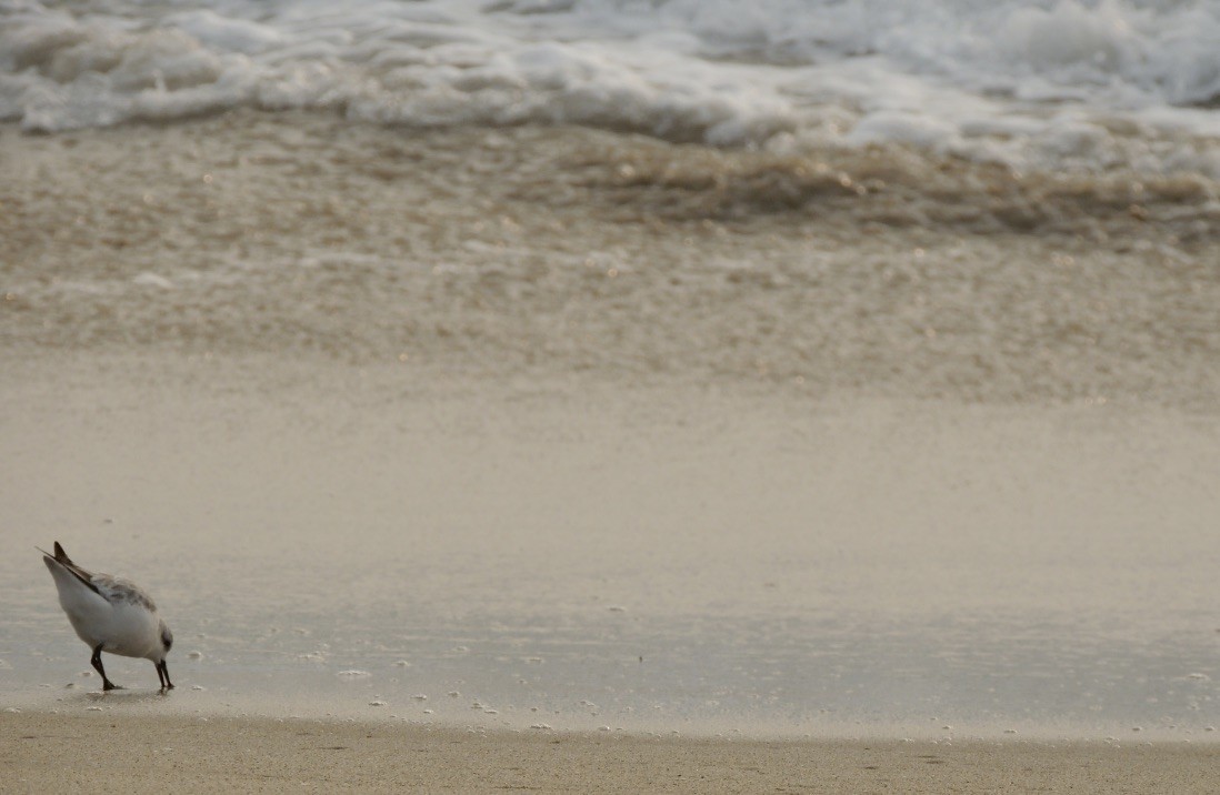 Sanderling - ML262864441