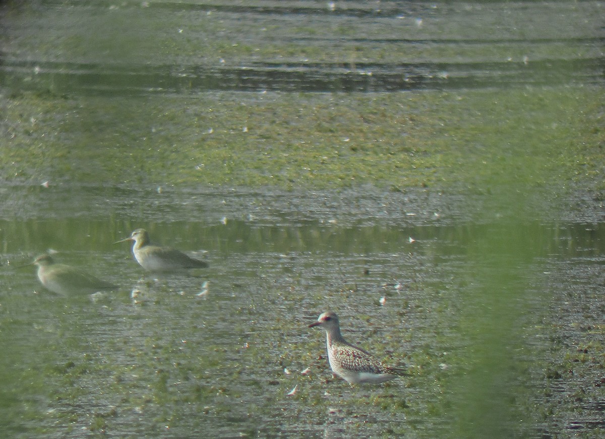 Black-bellied Plover - ML262864601