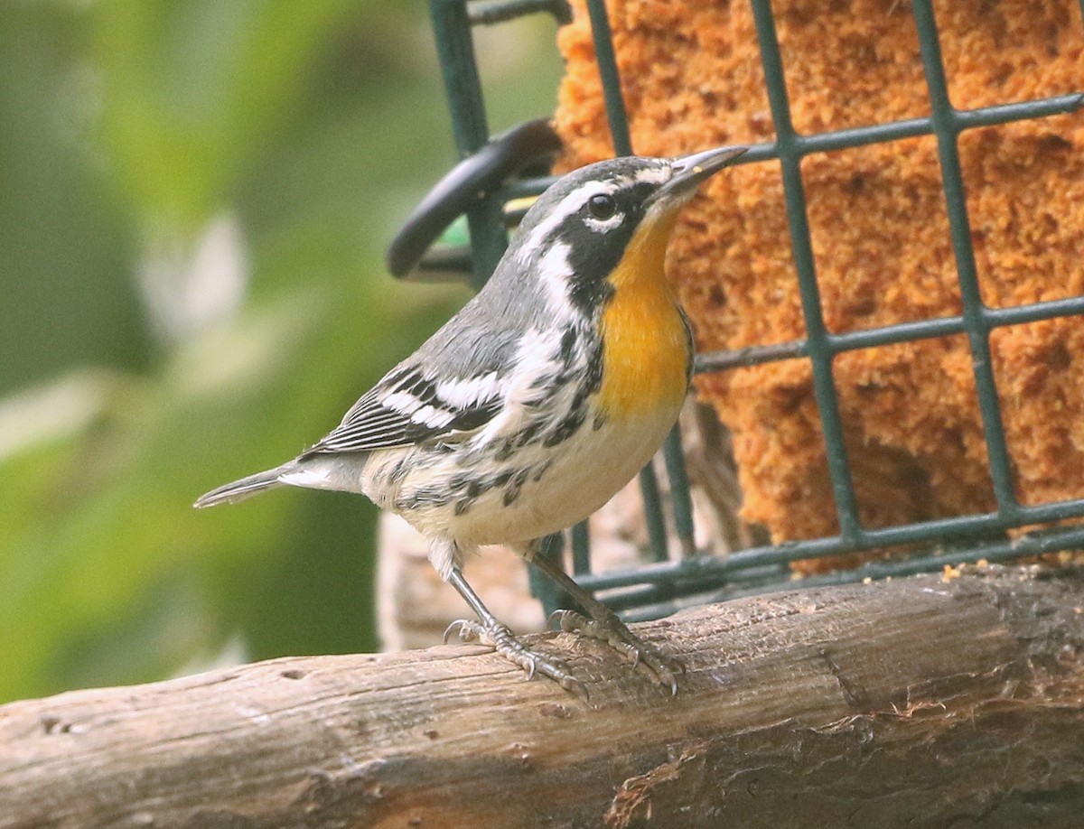 Yellow-throated Warbler - ML262864781