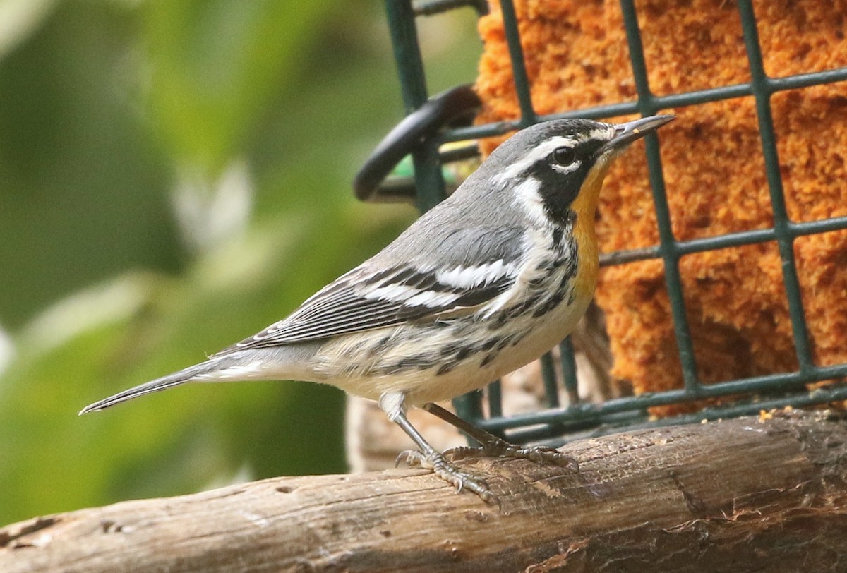 Yellow-throated Warbler - Mark  Ludwick