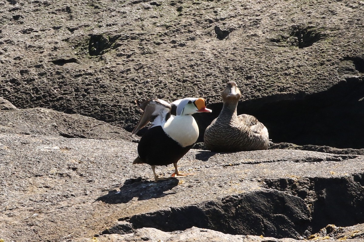 King Eider - ML262866011