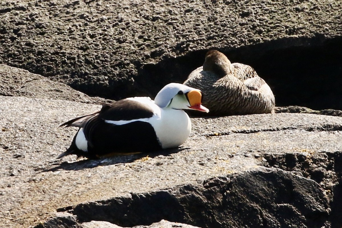 King Eider - ML262866021