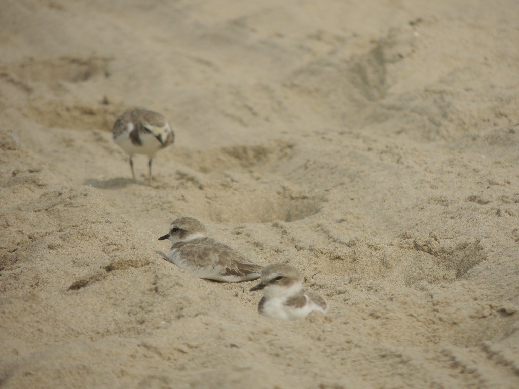 Snowy Plover - ML262866101