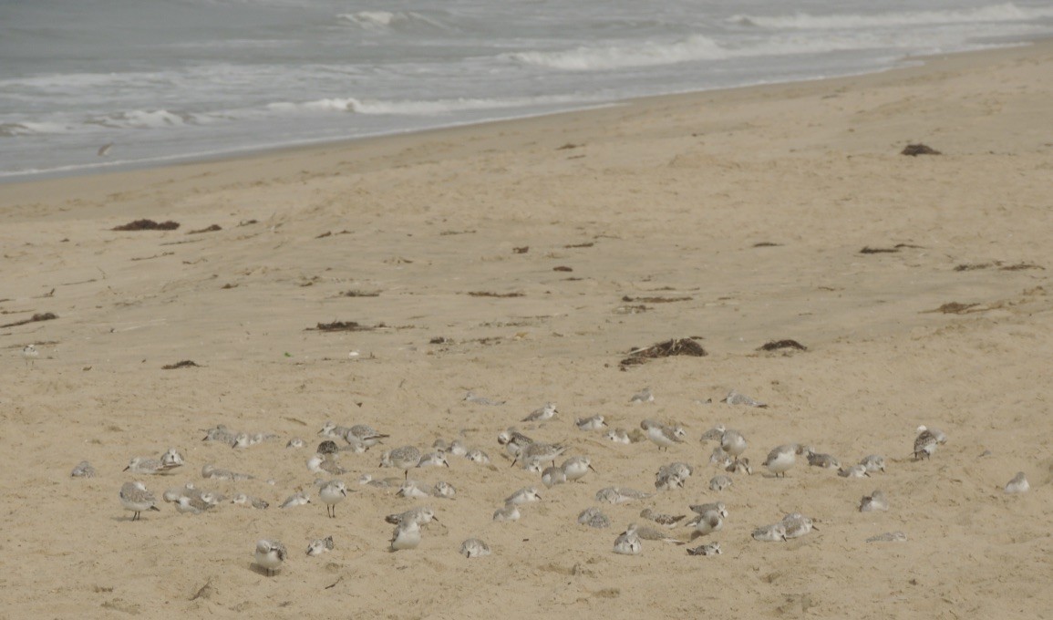 Sanderling - ML262866261